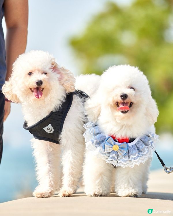 西九打卡！🐶 狗狗放電好地方