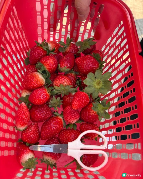 士多啤梨季必去🍓朗屏摘士多啤梨