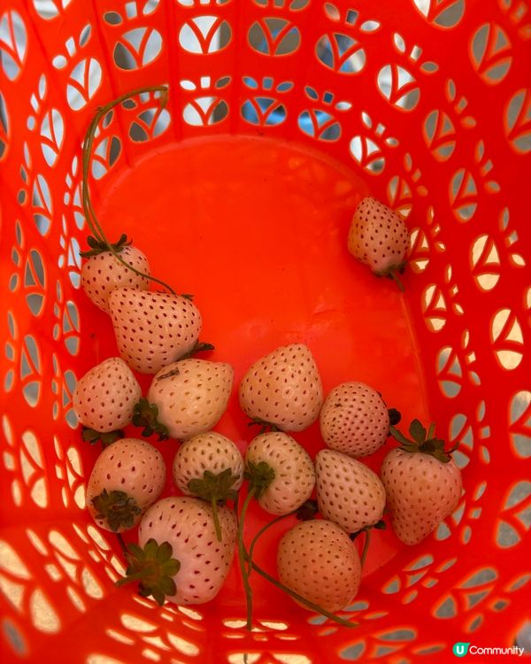 士多啤梨季必去🍓朗屏摘士多啤梨
