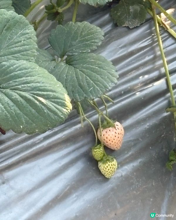 士多啤梨季必去🍓朗屏摘士多啤梨