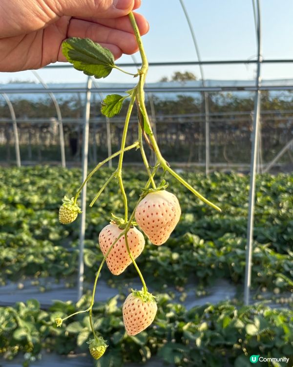 士多啤梨季必去🍓朗屏摘士多啤梨