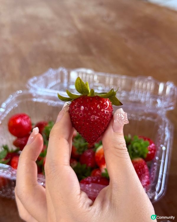 士多啤梨季必去🍓朗屏摘士多啤梨