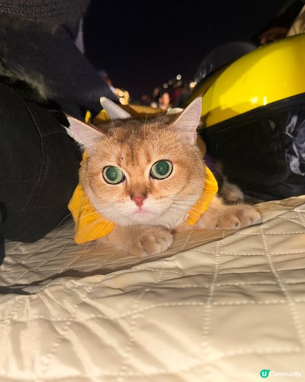 草地野餐初體驗！貓貓好Chill ☀️🌳