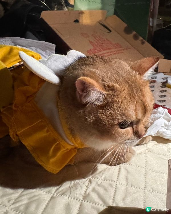 草地野餐初體驗！貓貓好Chill ☀️🌳