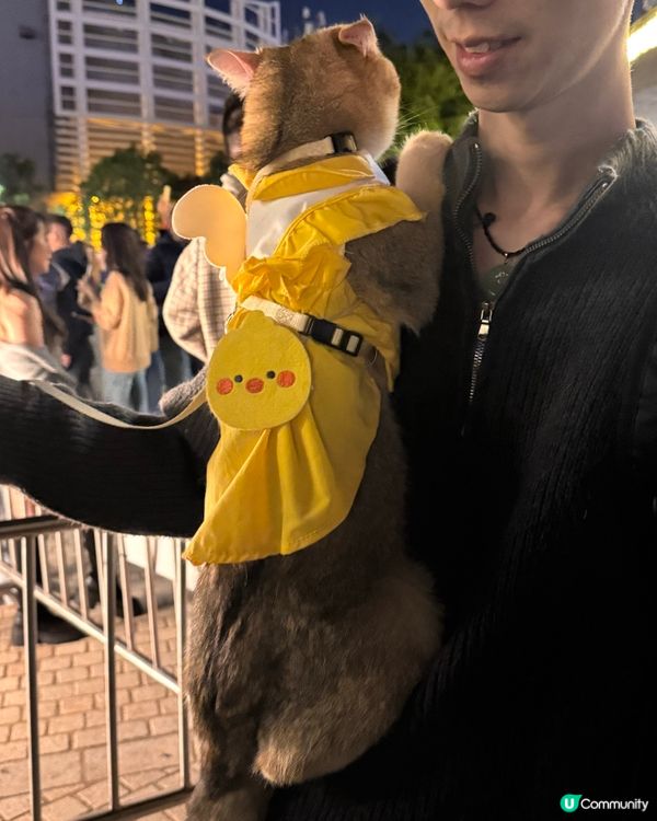 草地野餐初體驗！貓貓好Chill ☀️🌳