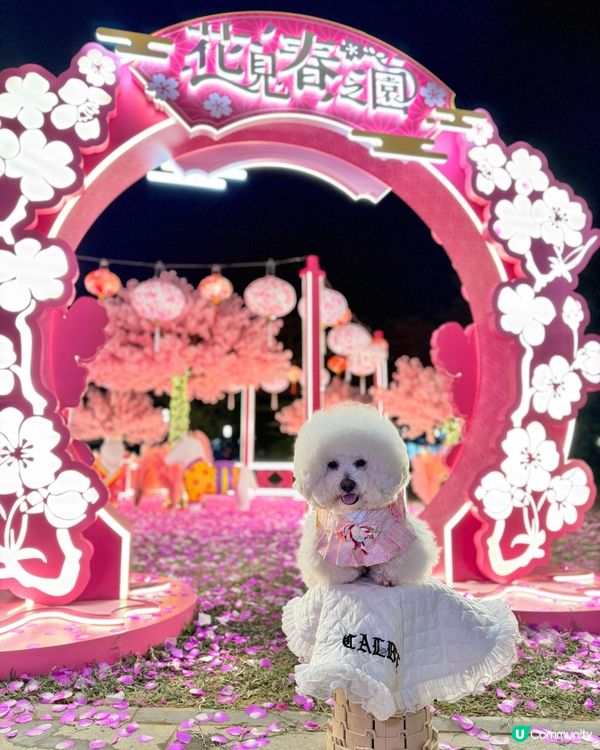 北角匯「花見春之園」🌸