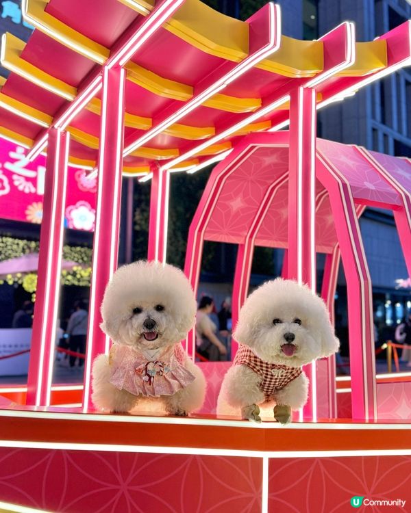 北角匯「花見春之園」🌸