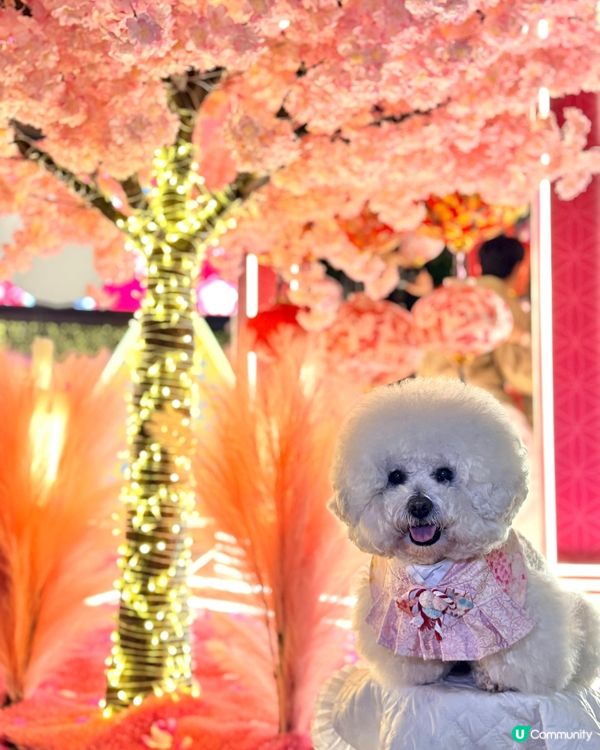 北角匯「花見春之園」🌸