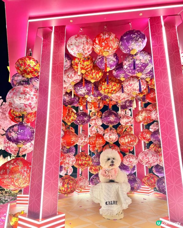 北角匯「花見春之園」🌸