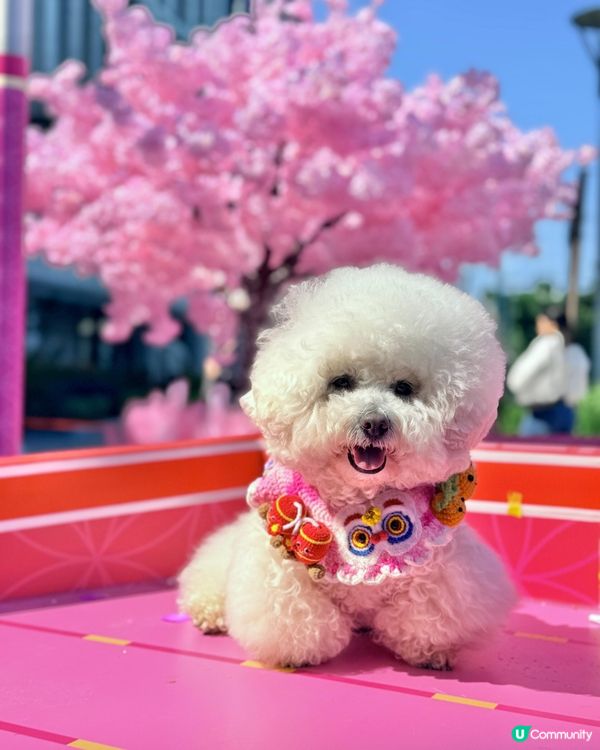 北角匯「花見春之園」🌸