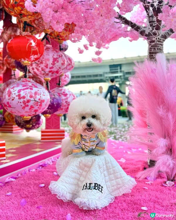 北角匯「花見春之園」🌸