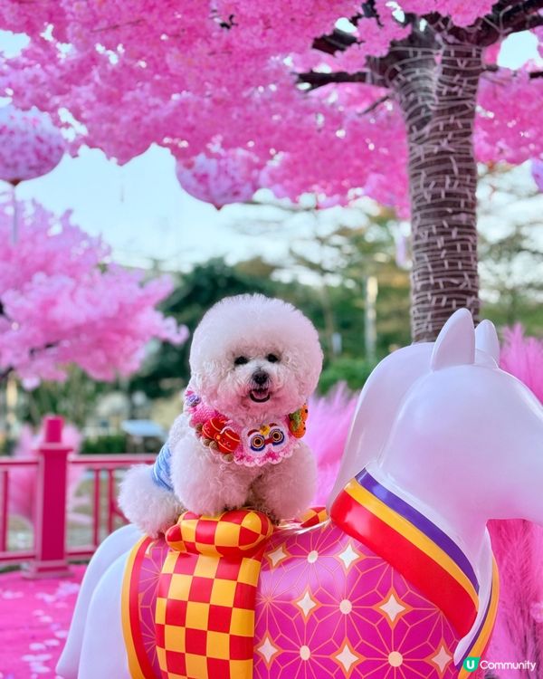 北角匯「花見春之園」🌸