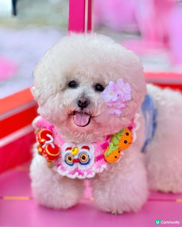 北角匯「花見春之園」🌸