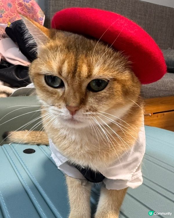 平價韓寵衫！主子靚靚唔肉赤！🐱💗