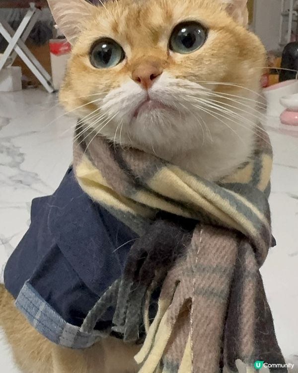 平價韓寵衫！主子靚靚唔肉赤！🐱💗