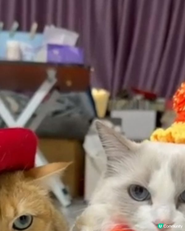 平價韓寵衫！主子靚靚唔肉赤！🐱💗