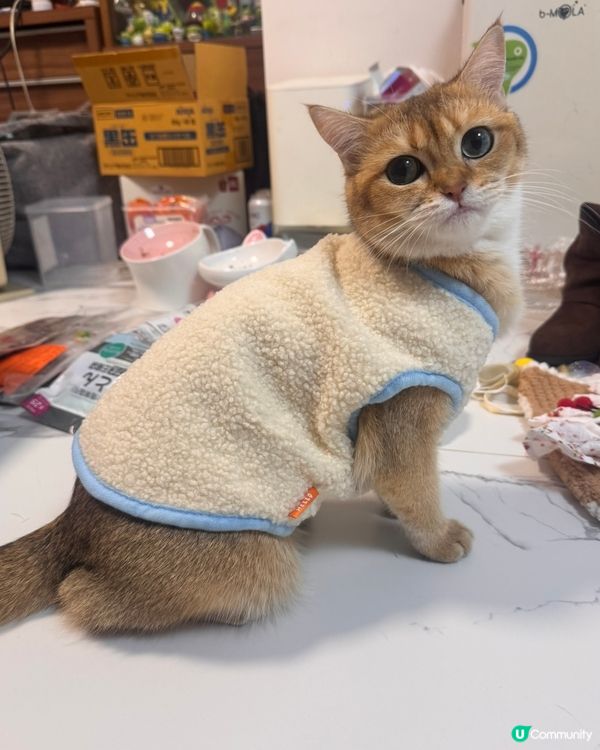 平價韓寵衫！主子靚靚唔肉赤！🐱💗