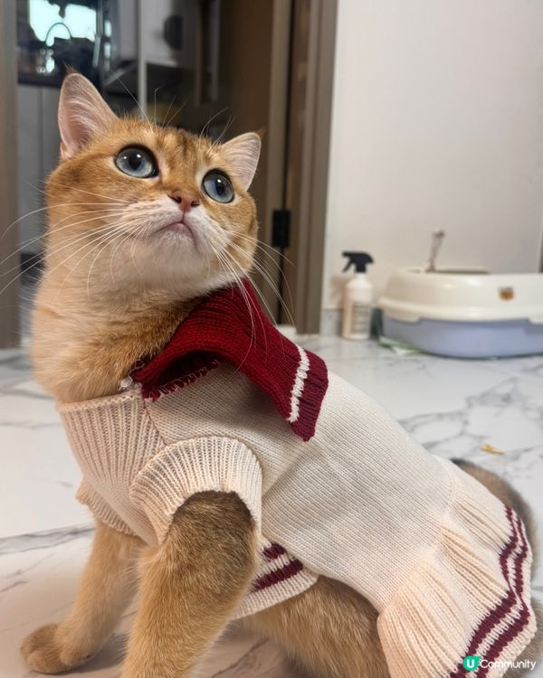 平價韓寵衫！主子靚靚唔肉赤！🐱💗