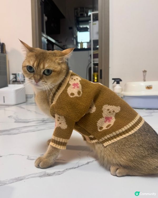 平價韓寵衫！主子靚靚唔肉赤！🐱💗