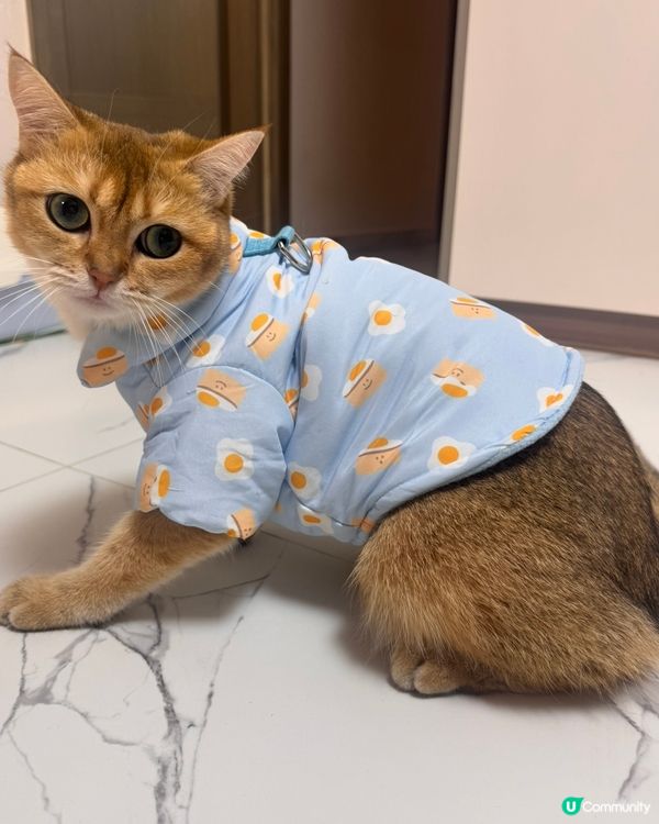 平價韓寵衫！主子靚靚唔肉赤！🐱💗