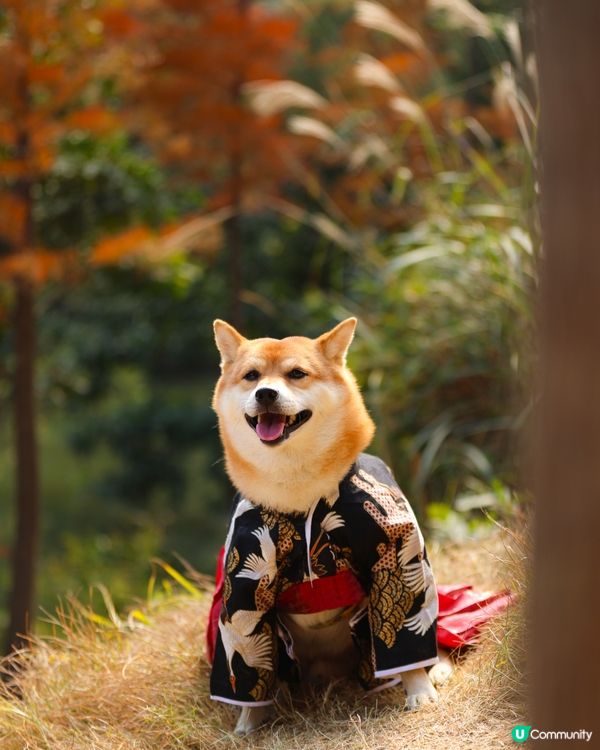 流水響水塘 落羽松靚景🩷