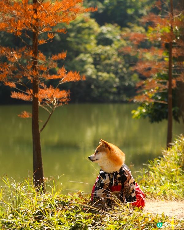 流水響水塘 落羽松靚景🩷