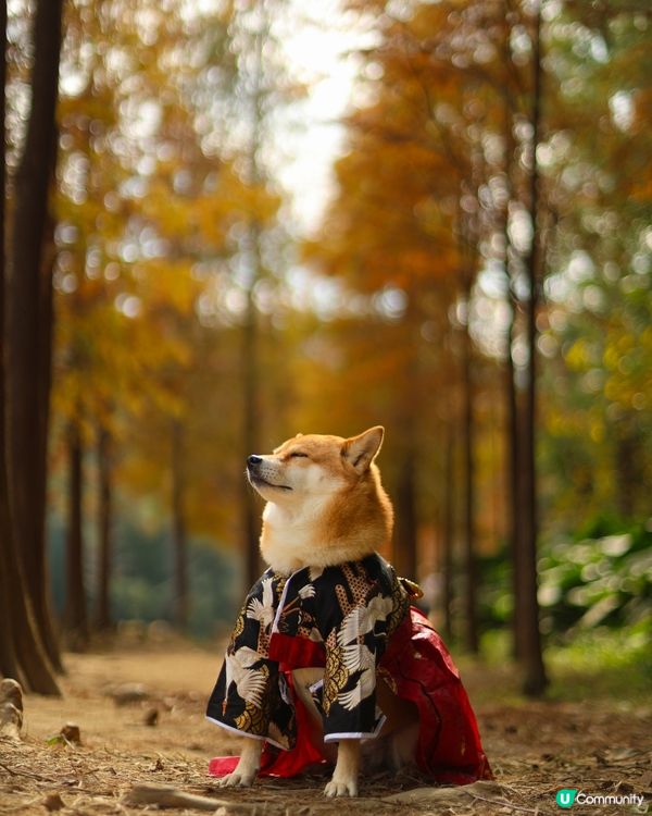 流水響水塘 落羽松靚景🩷