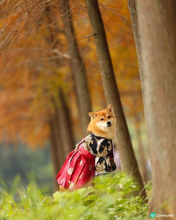 流水響水塘 落羽松靚景🩷