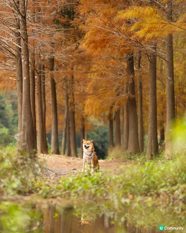 流水響水塘 落羽松靚景🩷