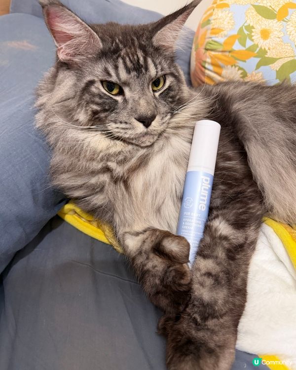 人類要保濕，貓狗肉球都要？！🐾🧴