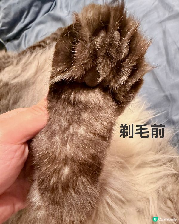 人類要保濕，貓狗肉球都要？！🐾🧴