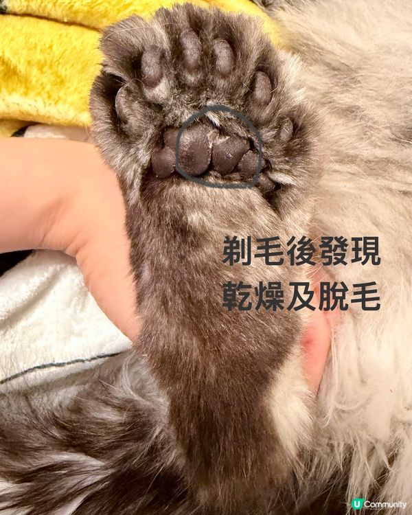 人類要保濕，貓狗肉球都要？！🐾🧴