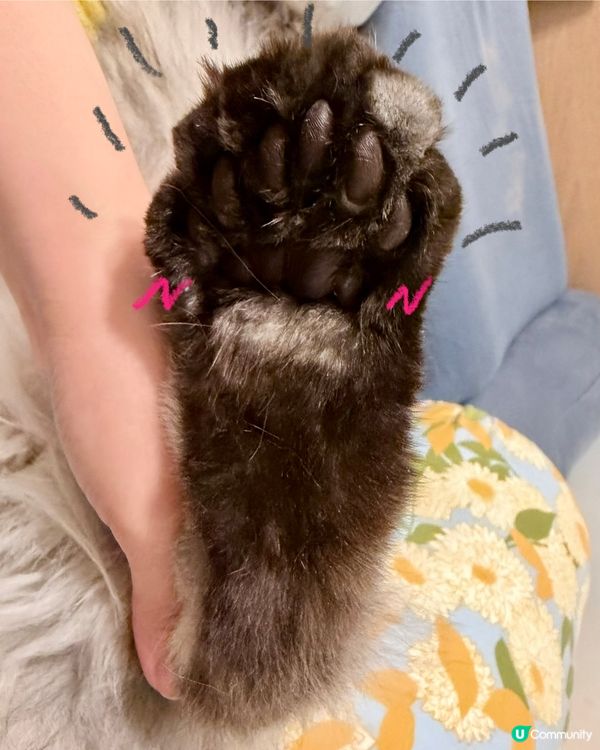 人類要保濕，貓狗肉球都要？！🐾🧴