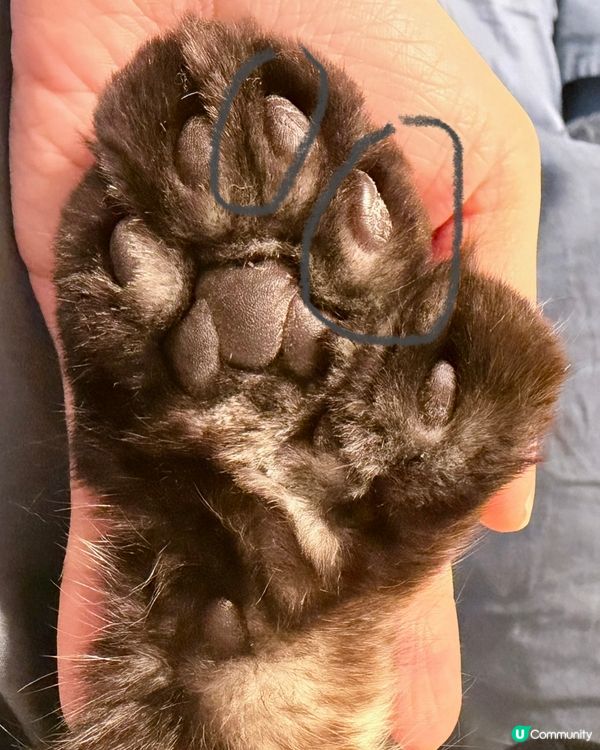 人類要保濕，貓狗肉球都要？！🐾🧴