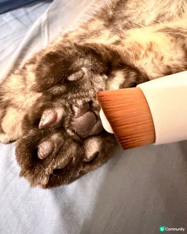 人類要保濕，貓狗肉球都要？！🐾🧴