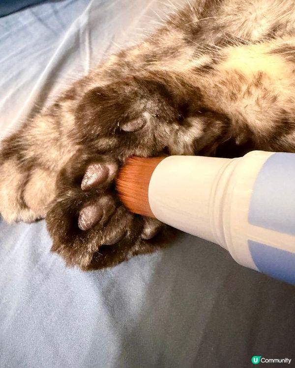 人類要保濕，貓狗肉球都要？！🐾🧴