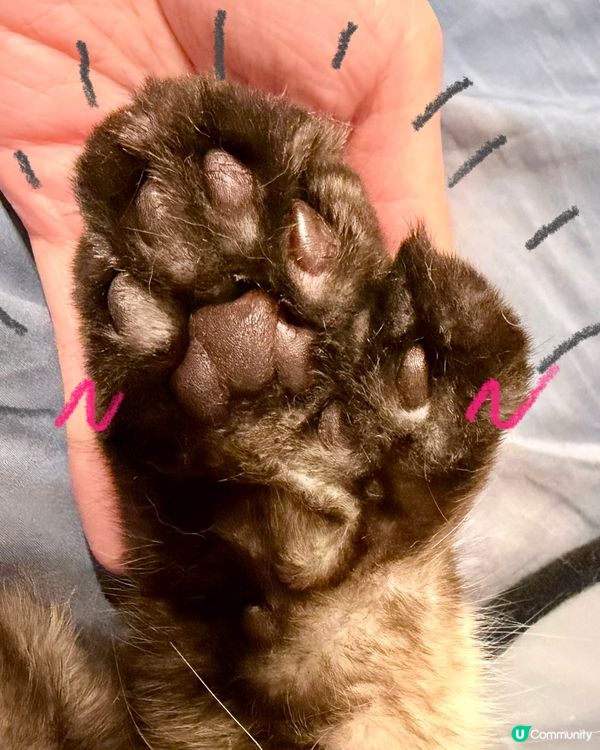 人類要保濕，貓狗肉球都要？！🐾🧴