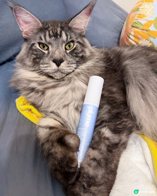 人類要保濕，貓狗肉球都要？！🐾🧴