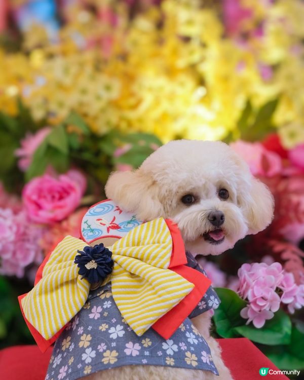 沙田新年靚靚打卡