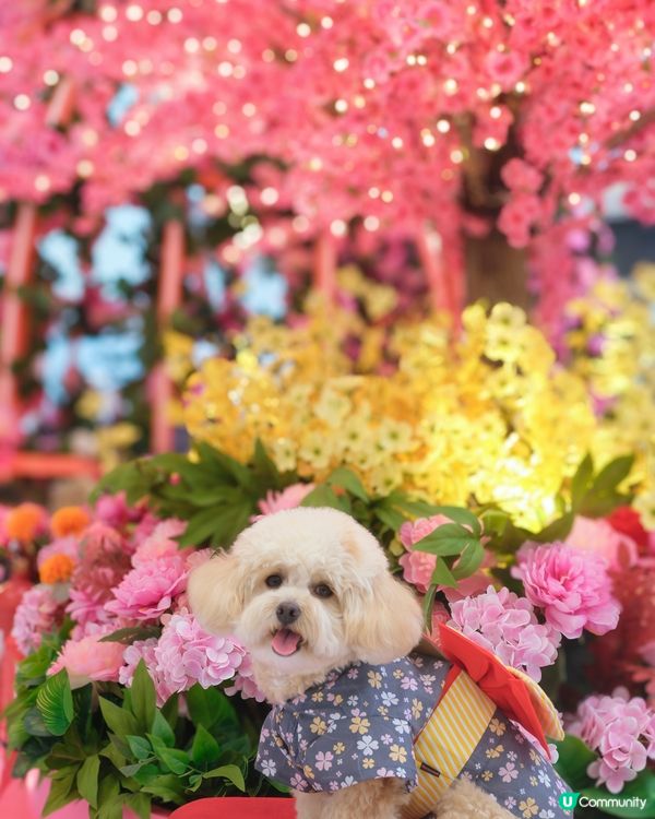 沙田新年靚靚打卡