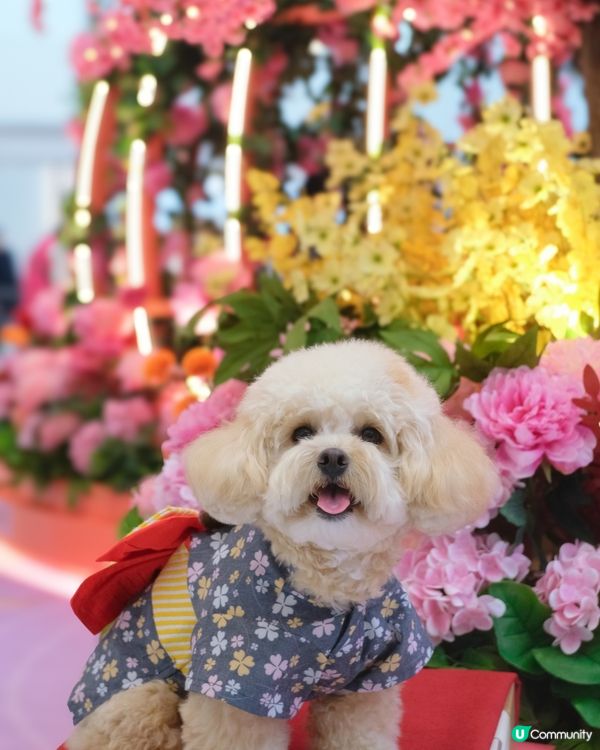 沙田新年靚靚打卡