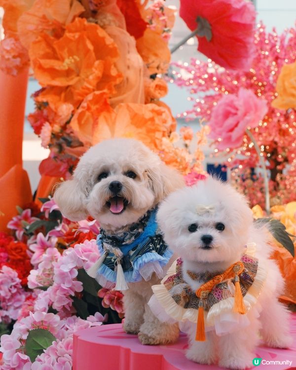 沙田新年靚靚打卡