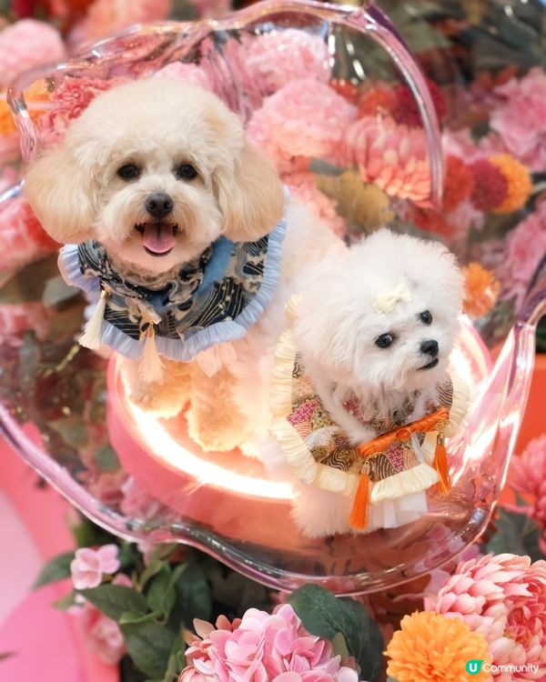 沙田新年靚靚打卡