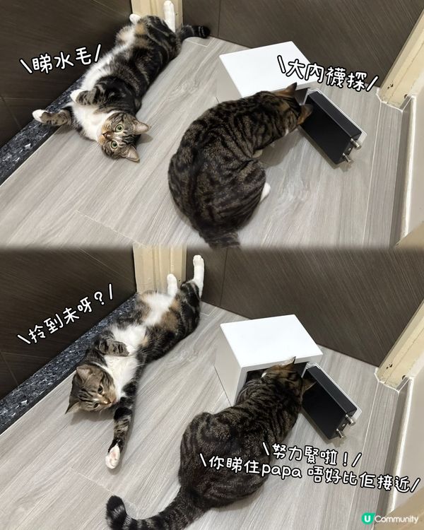 貓零食夾萬🔒🐱