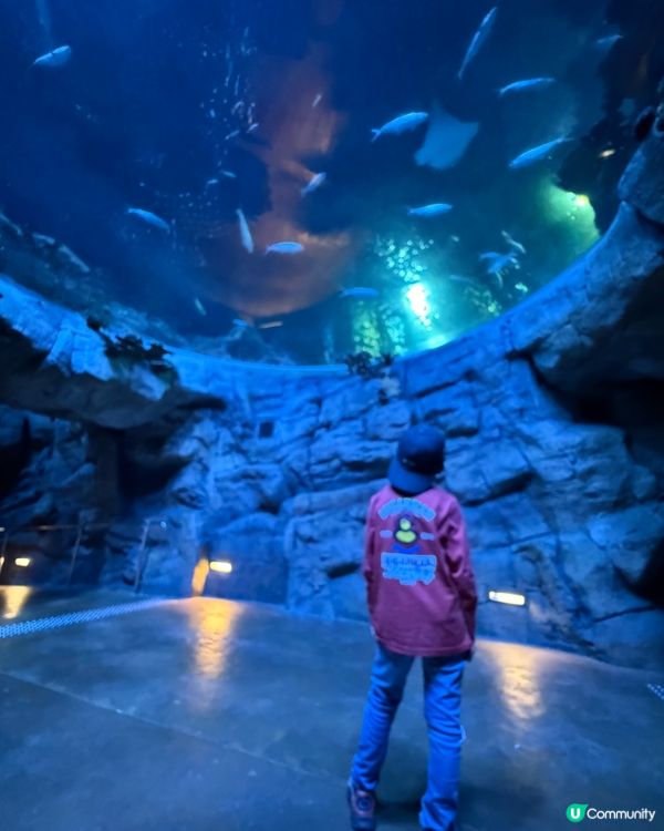 生日海洋公園指定動作！👨‍👩‍👧‍👦🎉