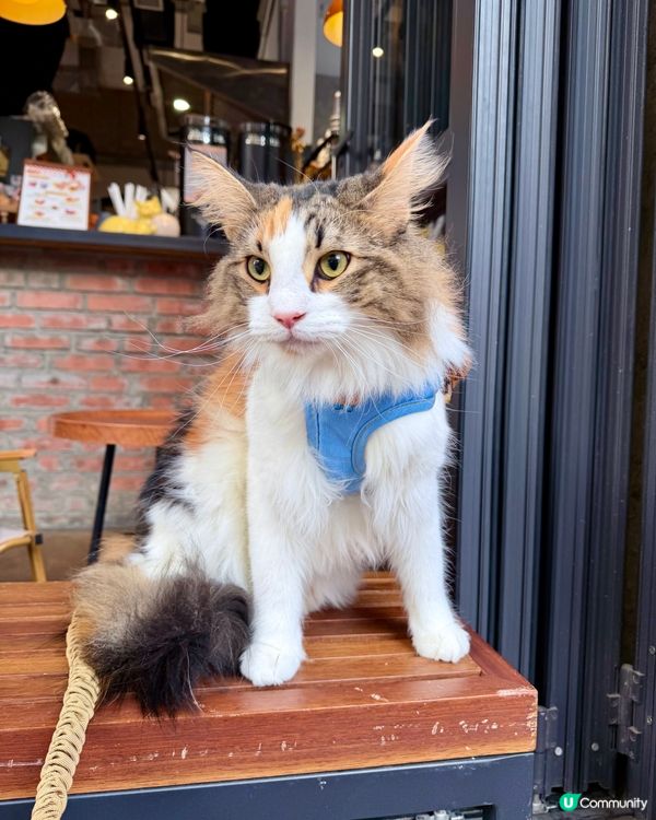走進土瓜灣寵物友善Cafe☕️🐾🐱🐶