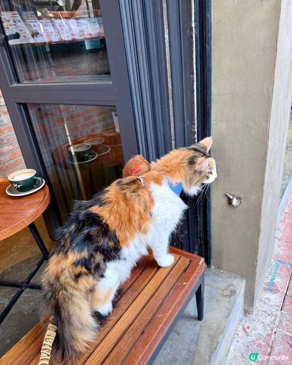 走進土瓜灣寵物友善Cafe☕️🐾🐱🐶