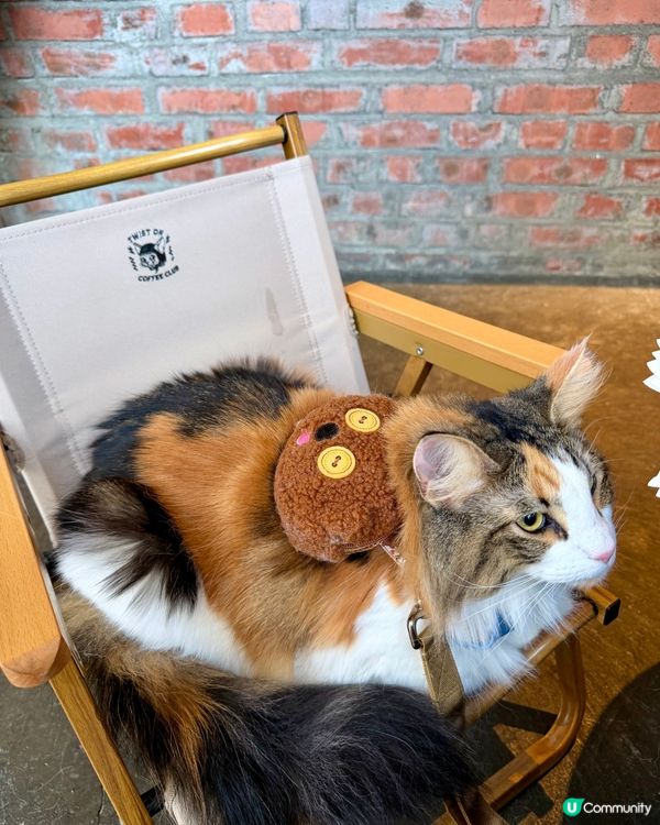 走進土瓜灣寵物友善Cafe☕️🐾🐱🐶