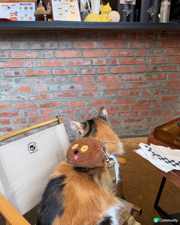 走進土瓜灣寵物友善Cafe☕️🐾🐱🐶