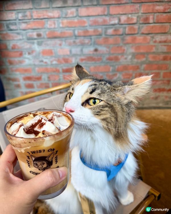 走進土瓜灣寵物友善Cafe☕️🐾🐱🐶